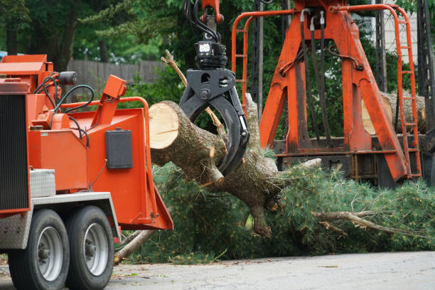 Best Tree and Shrub Care  in USA